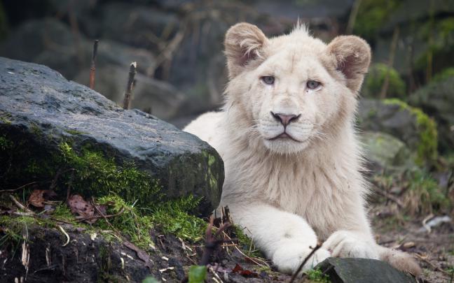 Lion Full HD 1080p Wallpapers ~ LatestWallpaper99