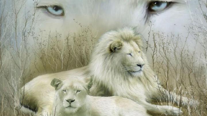 [72+] White Lion Wallpaper 