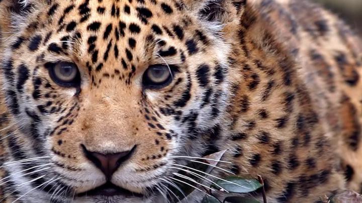 Wild Animals Wallpapers (57+ images)