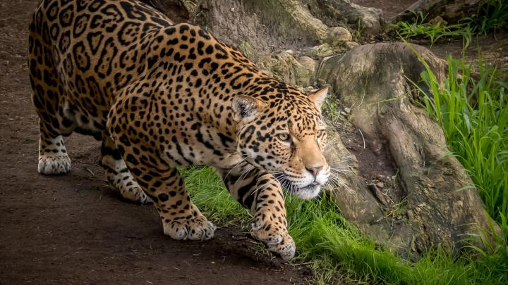 1080p Images: Animal Images Hd 1080p Download