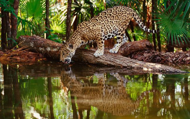 Wild Animals Wallpaper (52+ images)