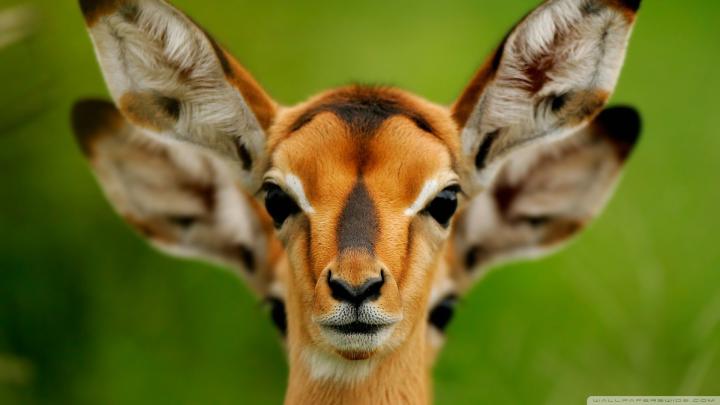 1920X1080 HD Animals Wallpapers - Top Free 1920X1080 HD Animals 