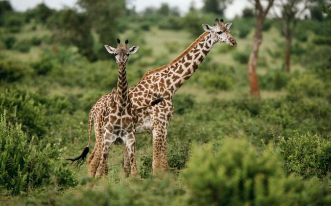African Wildlife Desktop Wallpaper -
