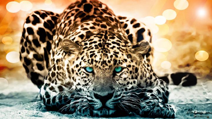 Wild Animals Wallpaper (52+ images)