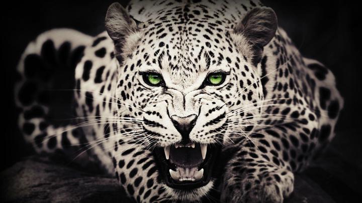Wild Animals Wallpaper (52+ images)