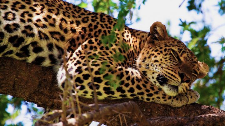African Wildlife Desktop Wallpaper -