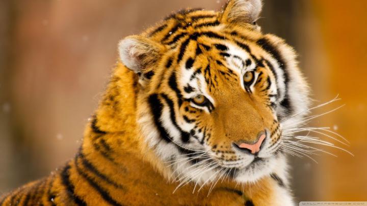 Wild Animals Wallpapers (57+ images)