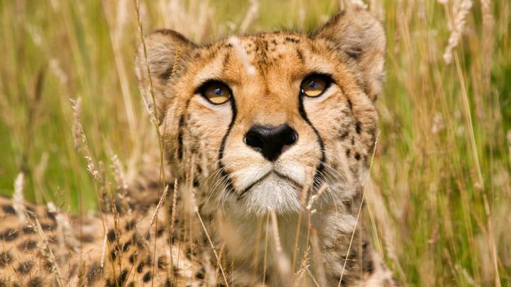 African Wildlife Desktop Wallpaper -