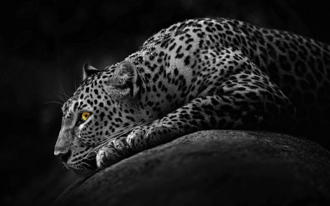 1080p Images: Full Hd Wild Animal Wallpaper Hd