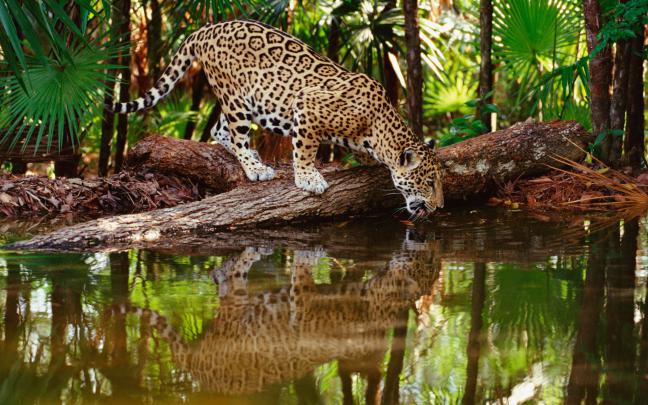 HD Animal Wallpapers -