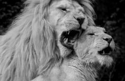 White Lion 1920x1080 Wallpaper