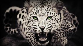 Wild Animals Wallpaper 1920x1080