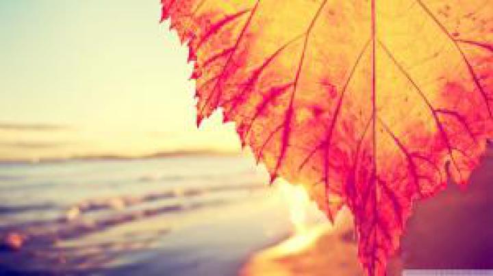 Autumn Leaf Autumn Landscape wallpaper | nature and landscape 
