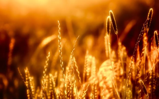 Warm wallpaper | 2560x1600 | #57929