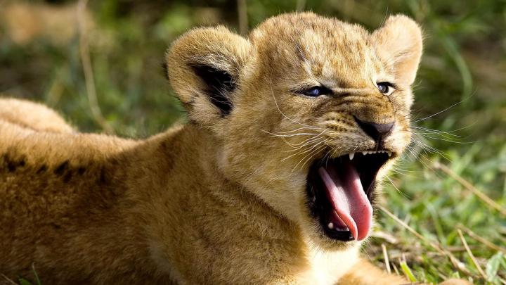 Wild Animal Wallpapers for Desktop -
