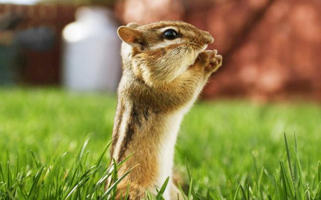 [48+] Animal Wallpapers HD 