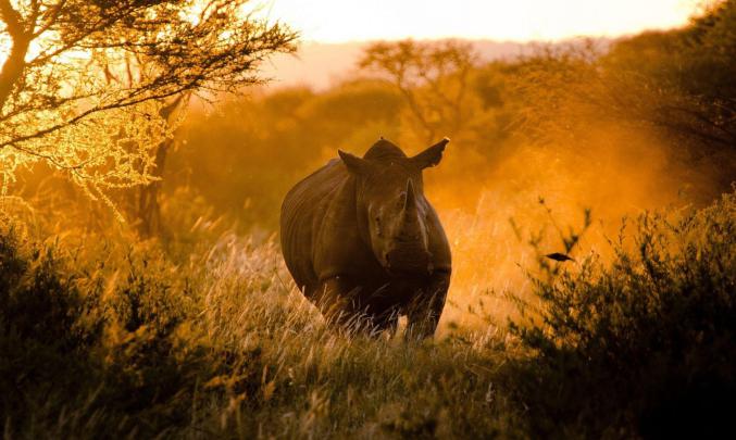 1920X1080 HD Animals Wallpapers - Top Free 1920X1080 HD Animals 