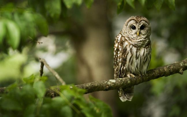Forest Animal Wallpaper (60+ images)