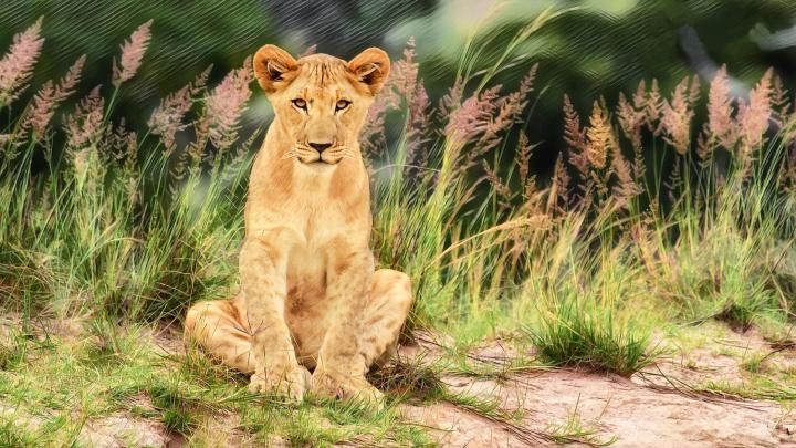 1080p Images: Wild Animal Wallpaper For Laptop