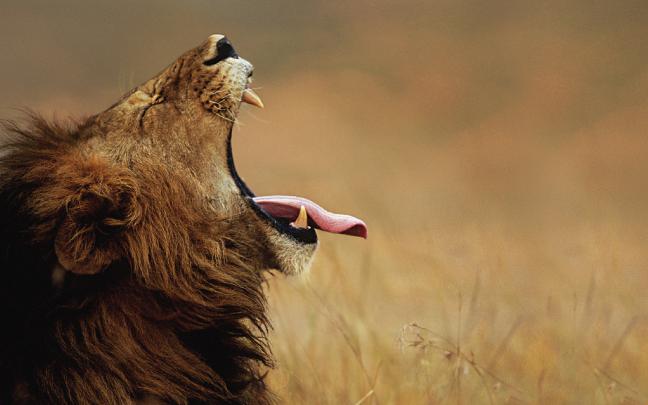 Best 44+ Wildlife Wallpaper on HipWallpaper | Wallpaper Wildlife 