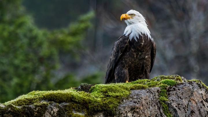Best 32+ Wildlife Desktop Backgrounds on HipWallpaper | Beautiful 