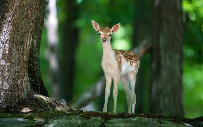 Forest Animal Wallpaper -