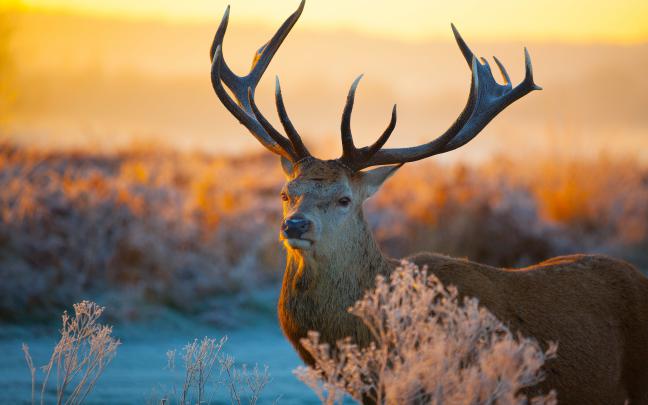 Wild Animals Wallpaper (52+ images)