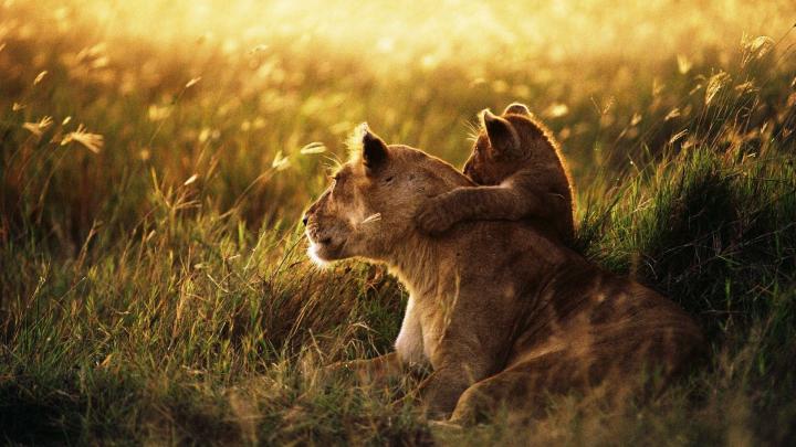 Pin on Animal Bucket List