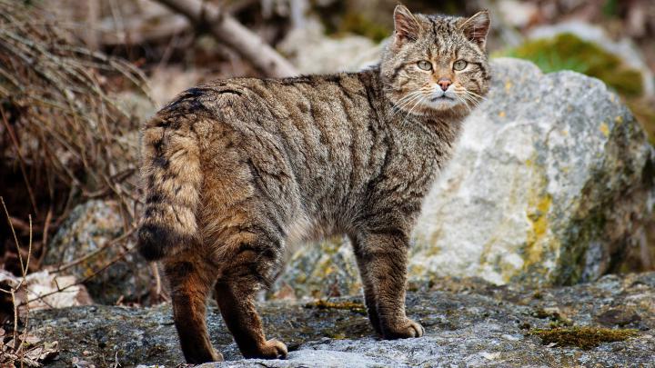 Wild Cat Wallpapers (70+ pictures)