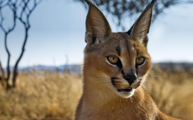 [45+] Bing Animals Wallpaper Download 
