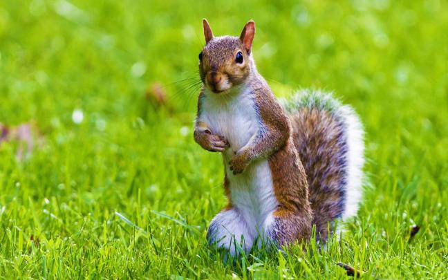 Wild Animal Wallpapers for Desktop -