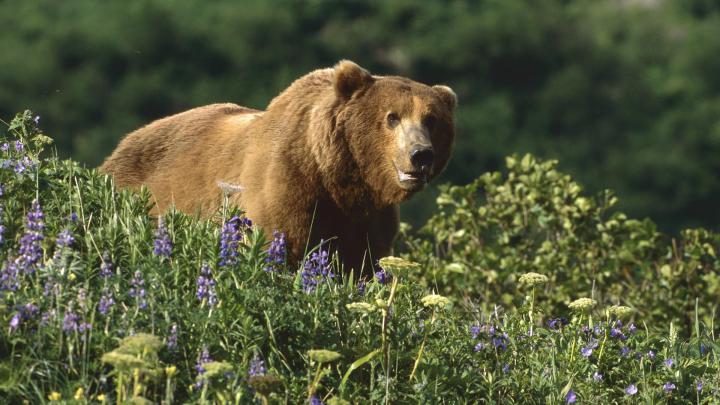 Wild Bears Wallpaper -