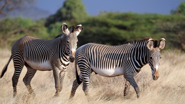 Safari Animal Wallpaper (60+ images)