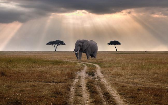 African Animal Desktop Wallpapers - Top Free African Animal Desktop 