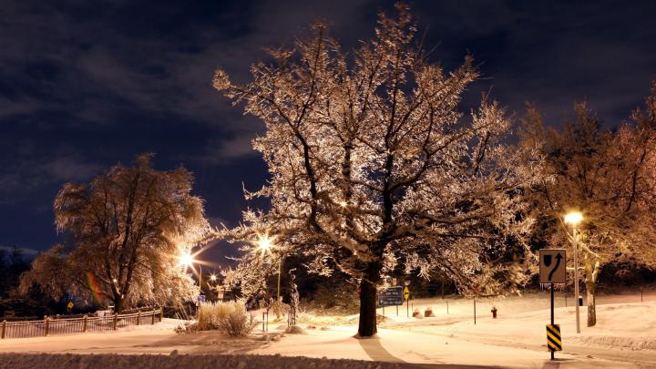 Download Wallpaper 1920x1080 trees, park, winter, night, hoarfrost 