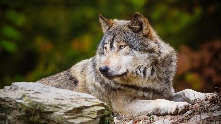 Wolf Wallpaper 1920x1080 \u00b7\u2460 