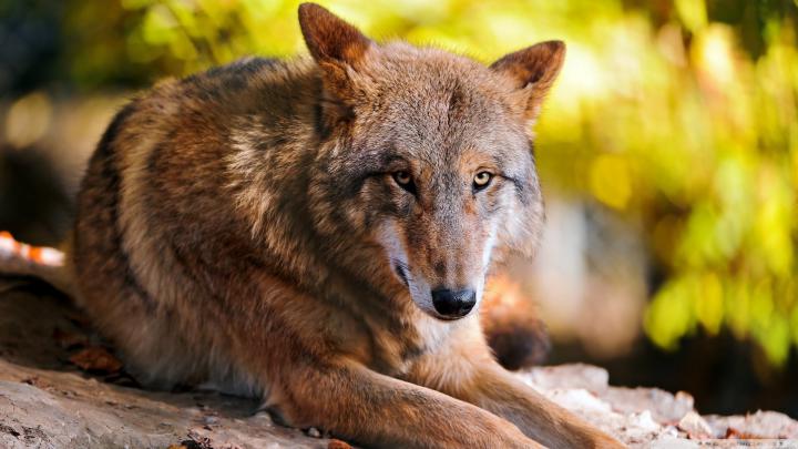 [39+] Wolf Wallpaper 1920x1080 