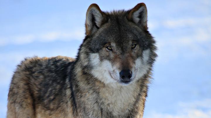 Wolf Wallpaper 1920X1080 Hd \/ 3840x2160 The Galaxy Wolf 4k HD 4k 