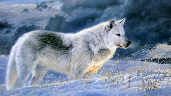 10 Most Popular Grey Wolf Wallpaper 1920X1080 FULL HD 1920\u00d71080 For PC 