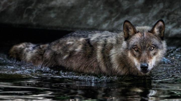 HD Wolf Wallpapers 1080p (71+ images)