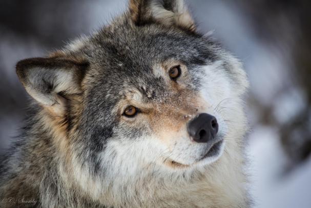 10 Most Popular Grey Wolf Wallpaper 1920X1080 FULL HD 1920\u00d71080 For PC 