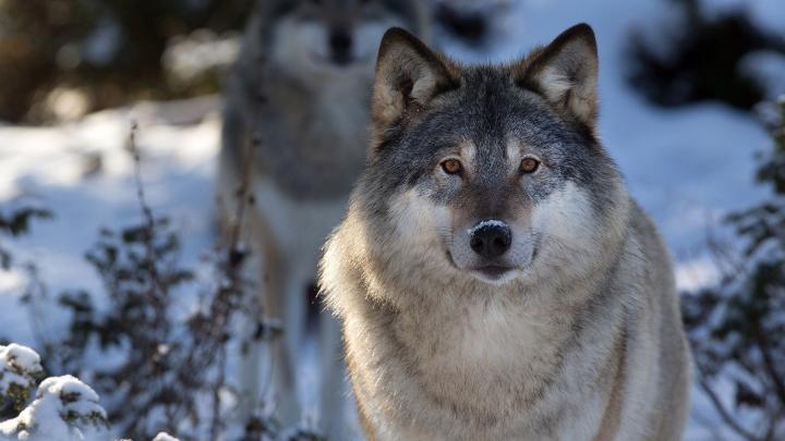 Wolf wallpaper HD \u00b7\u2460 Download free amazing full HD backgrounds for 