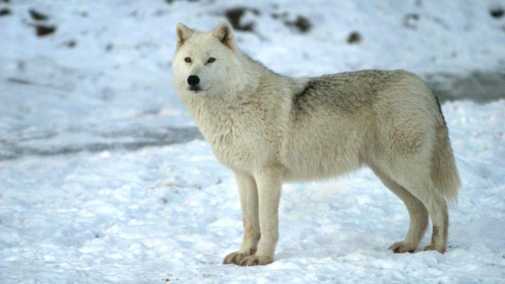 Wolf Wallpapers 1920x1080