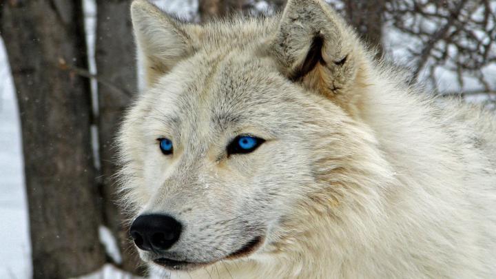 Wolf Wallpapers 1920X1080 (79+ background pictures)