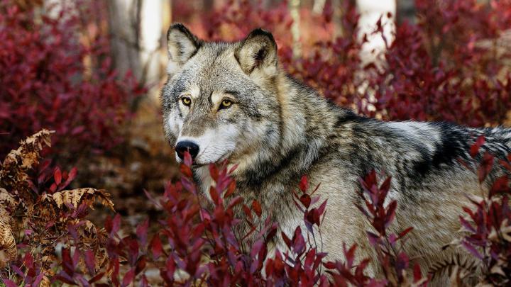 [39+] Wolf Wallpaper 1920x1080 
