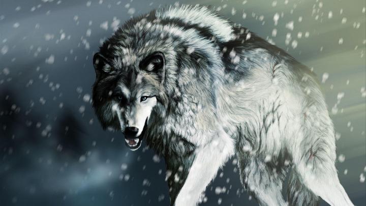 Wolf Wallpapers 1920x1080