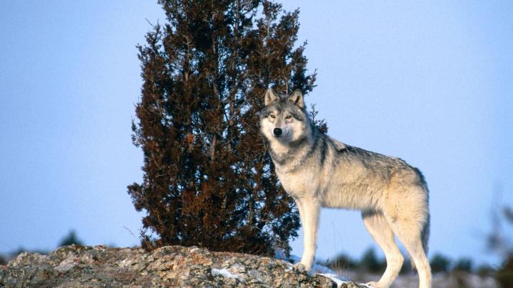 Wolf Wallpapers 1920x1080