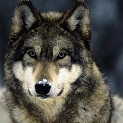 10 Most Popular Grey Wolf Wallpaper 1920X1080 FULL HD 1920\u00d71080 For PC 