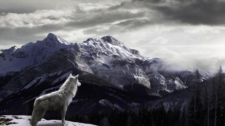 Wolf HD Wallpaper | Background Image | 1920x1080 | 336550 