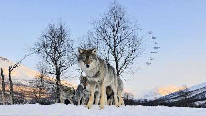 Wolf Wallpapers 1920x1080